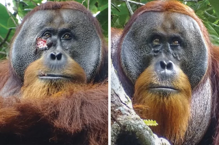 _0502_on_self_medicating_orangut