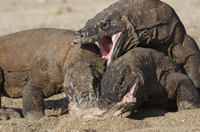 _20240724_komodo_dragon_lede