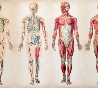 anatomy-charts-human-body-muscle