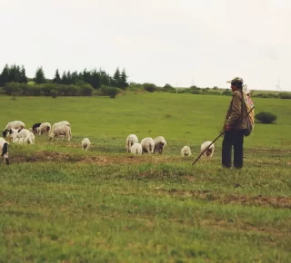 shepherd-and-sheep-unsplash